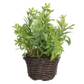 Arranjo Podocarpus Florarte 19Cm