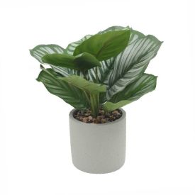 Suculenta Com Vaso De Cimento Havan Casa - 16cm